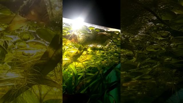 Лялиус в общем аквариуме. смотреть онлайн