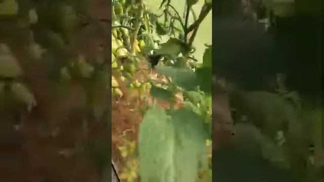 Томаты новинки -Бахчисарай ,Котя . смотреть онлайн