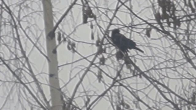 Вороны смотреть онлайн