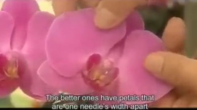 Northern Taiwan's largest orchid plantation смотреть онлайн