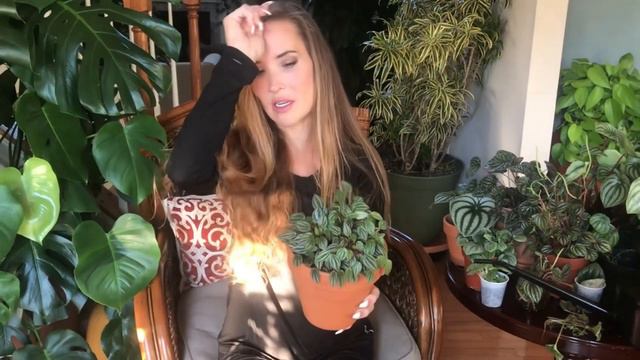 Secrets to Propagating Peperomia| Propagation Hacks for Peperomia | Peperomia Care Tips & Tricks смотреть онлайн