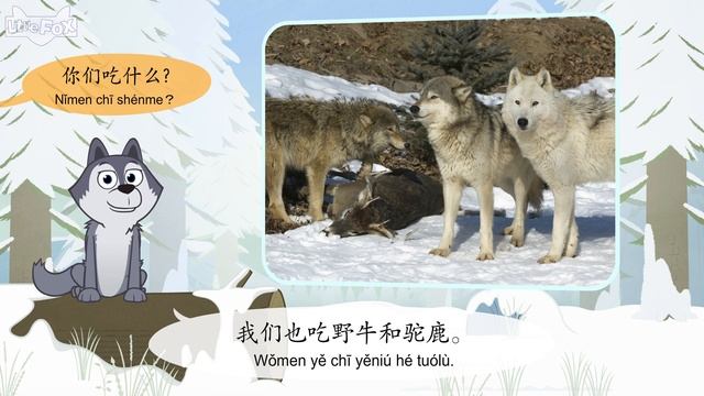 Meet the Animals 6: Gray Wolf (认识动物 6：大灰狼) | Animals | Chinese | By Little Fox смотреть онлайн