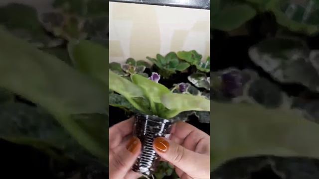 Фиалки, укоренение после сноса головы смотреть онлайн