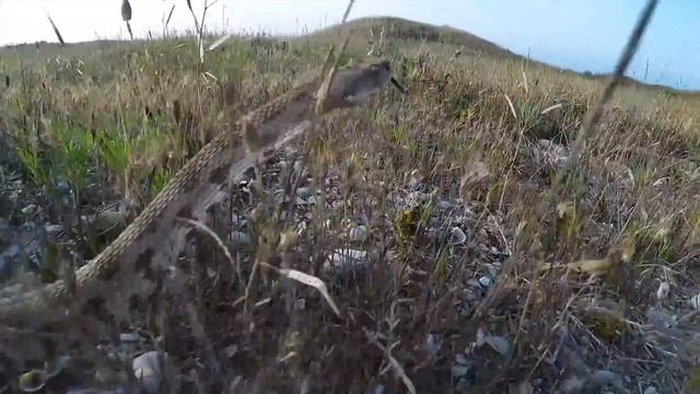 Гюрза - "гробовая змея". Смертельно опасна! | Film Studio Aves смотреть онлайн