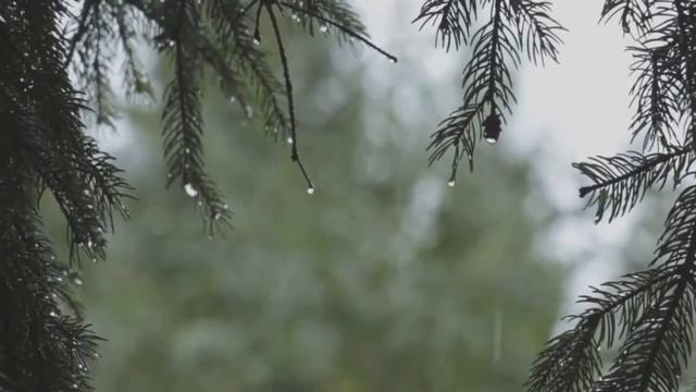 Звуки дождя и грома и пение птиц для сна - сильное снотворное - Шум дождя в лесу