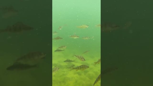 Вспомните это видео, когда не клюёт! смотреть онлайн