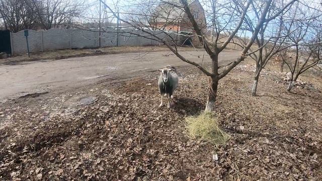 Согнала уток с гнезда.Сколько яиц?Ручная Катюха. смотреть онлайн