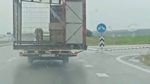 В таких шикарных условиях собак ещё не перевозили - трасса М6 Минск Гродно смотреть онлайн