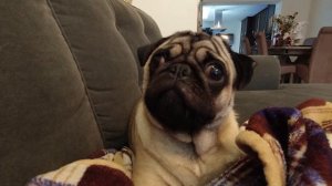 МОПС "Кокос", СОБАЧЬЯ жизнь. ПОЗИТИВ !!! и  ПОДАРКИ.