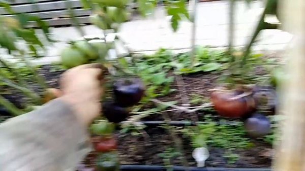 Томат Сарт Ролуаз (Sart Roloise).