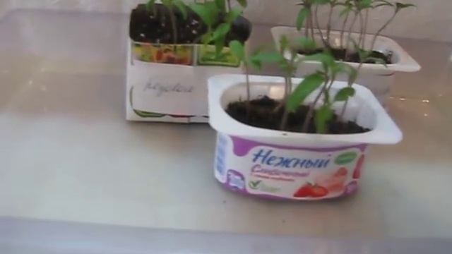 Как предотвратить вытягивание сеянцев томатов. смотреть онлайн