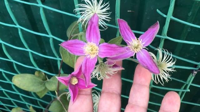 Розы и клематисы в кашпо, мой первый опыт, результаты! смотреть онлайн