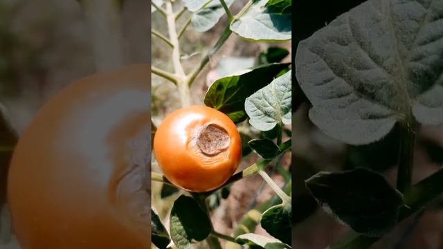ПОЧЕМУ ЧЕРНЕЕТ ? #помидор НА ГРЯДКАХ в конце лета #shorts #томат #фитофтора смотреть онлайн
