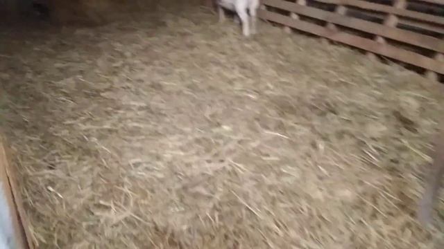 #Goats#Козы#Комбикорм#Ячмень#Итоги. Купил зерно! Итоги за январь! ??️? смотреть онлайн