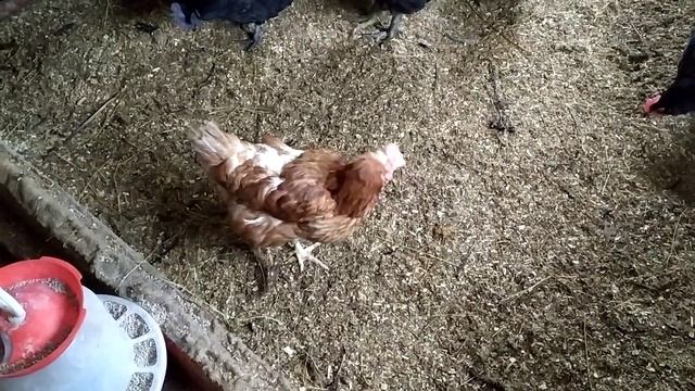 ХОЧУ РАЗВОДИТЬ КУР.КАКУЮ ПОРОДУ ВЫБРАТЬ смотреть онлайн