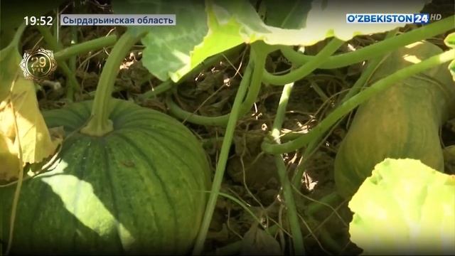 Деятельность народных приёмных в Сырдарьинской области смотреть онлайн