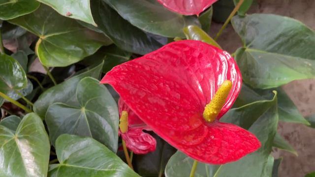The 5 Biggest Anthurium Care Mistakes смотреть онлайн
