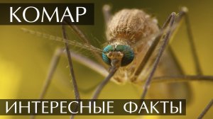 Комары. Интересные факты
