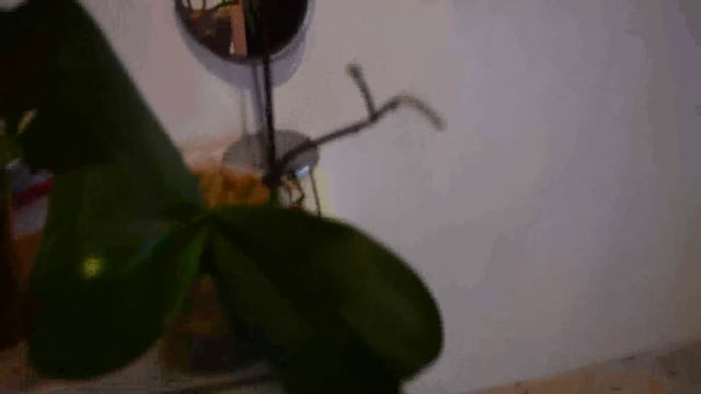 мой опыт выращивать орхидеи. смотреть онлайн