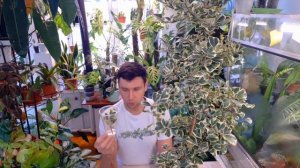 ФИКУС ТРИАНГУЛЯРИС /ЧЕРЕНКОВАНИЕ ВСЕ НЬАНСЫ