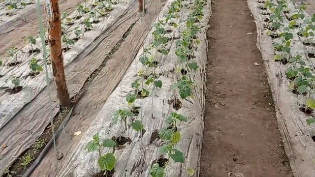 Обзор огурцов и томатов  которые уже высажены в теплице