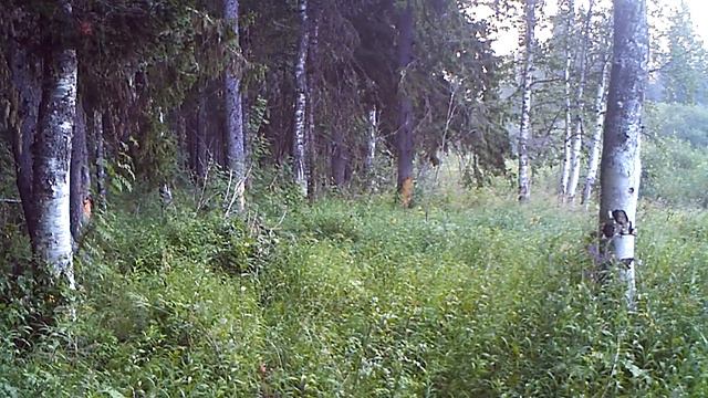 ФГБУ НП "Югыд ва" Видео с фотоловушек. смотреть онлайн