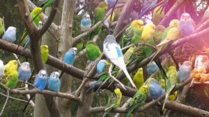 Пение Волнистых попугайчиков