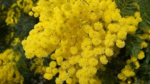 В России запретили Мимозу хостилис