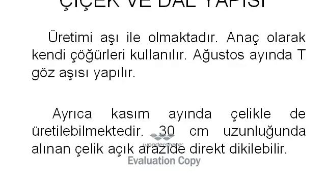 Süs Kirazı Yetiştiriciliği смотреть онлайн