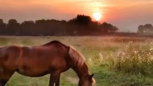 Широка страна моя родная