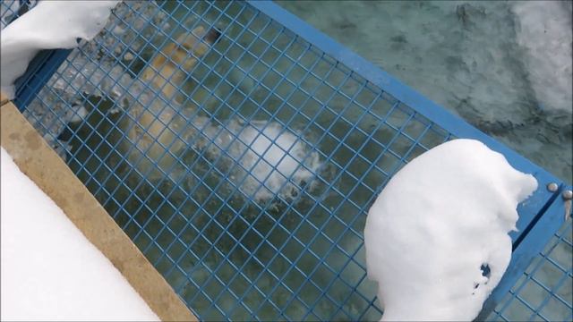 Кай присоединился к своей любимой Герде 20.03.2021 смотреть онлайн