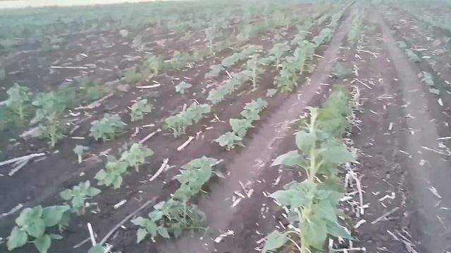 Обработка Евролайтигом и Капторой+ 17 га 20 06 2018 смотреть онлайн