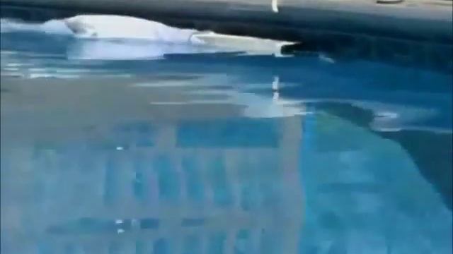 A short clip of the Pool Python Pool Skimmer with pictures at the end смотреть онлайн