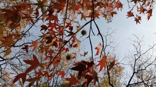 КК (красный клен) смотреть онлайн