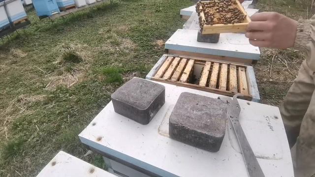 Как перезимовали нуклеусы и есть ли смысл?