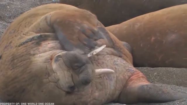 Самое большое животное в мире смотреть онлайн