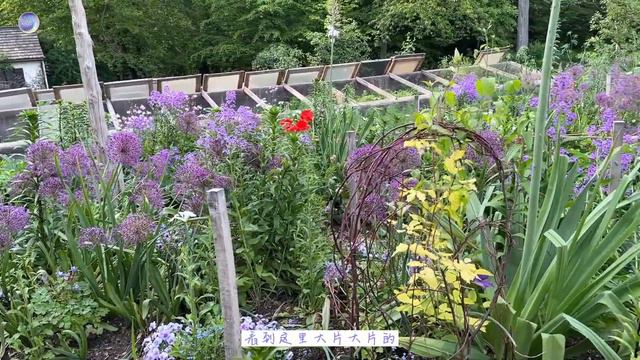 20种大花葱生图对比Alliums смотреть онлайн