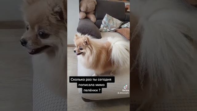 Чистосердечное признание шпица! смотреть онлайн