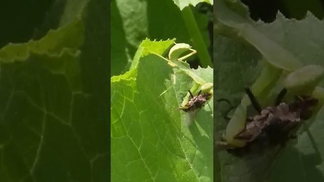 Богомол поедает муху! смотреть онлайн