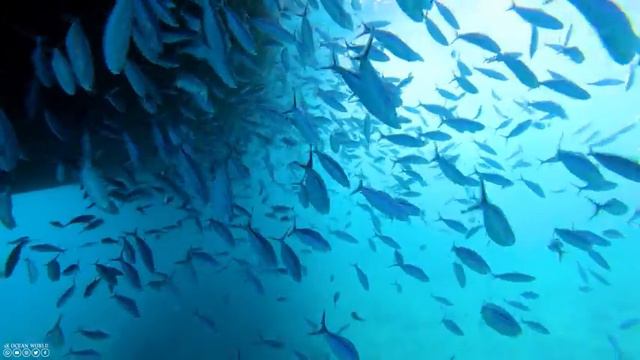 Oceanic Wonders 4K - A Journey Beneath the Deep Sea - Relaxation & Calming Music смотреть онлайн