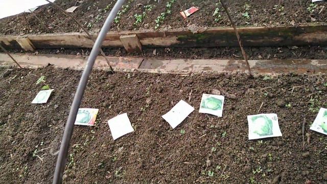 ПЕРВЫЕ всходы☘️в НЕОБОГРЕВАЕМОЙ теплице.🥦