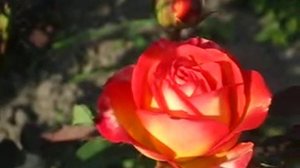 Роза Утопия (Utopia (Jaltopia))