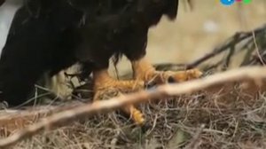 Лесная Книга - серия 5