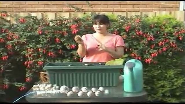 Planting Allium Sativum