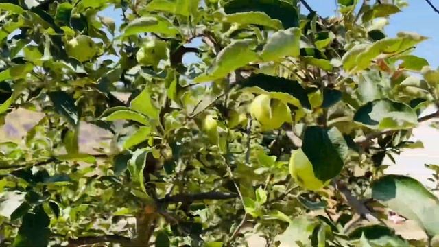 А Как Там, в Провансе? (30) Самое Известное Клише Прованса- Лавандовые Поля? смотреть онлайн