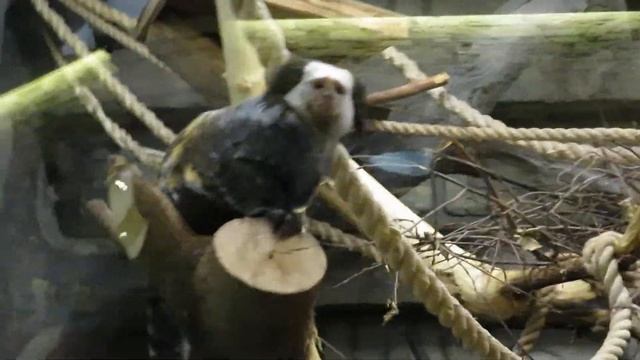 Малыши игрунок жоффруа подросли 04.03.2021 смотреть онлайн