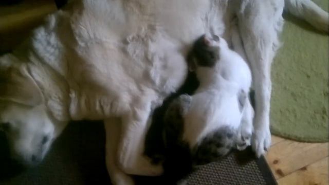 Кот сосёт собаку.mp4 смотреть онлайн