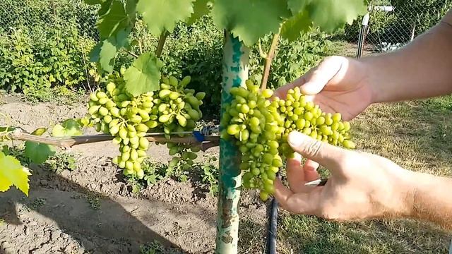 Готовим виноград к созреванию.Нормировка. смотреть онлайн