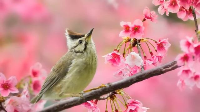 Пение птиц,для хорошего настроения