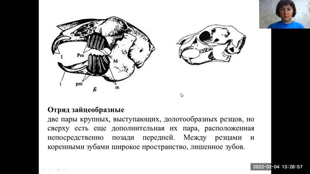 Отряды Грызуны, Зайцеобразные. 7 класс. 04.02.2022. Учитель: Баштанник Н.Е. смотреть онлайн